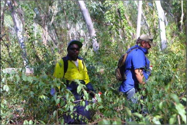 East Kimberley infestation 2015